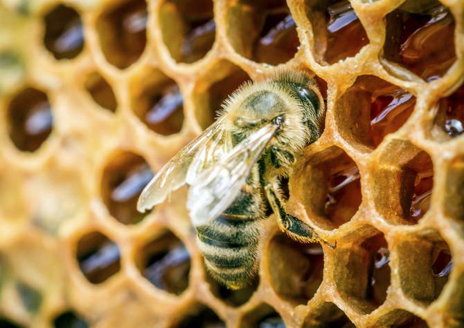 Pszczoła na plaster miodu