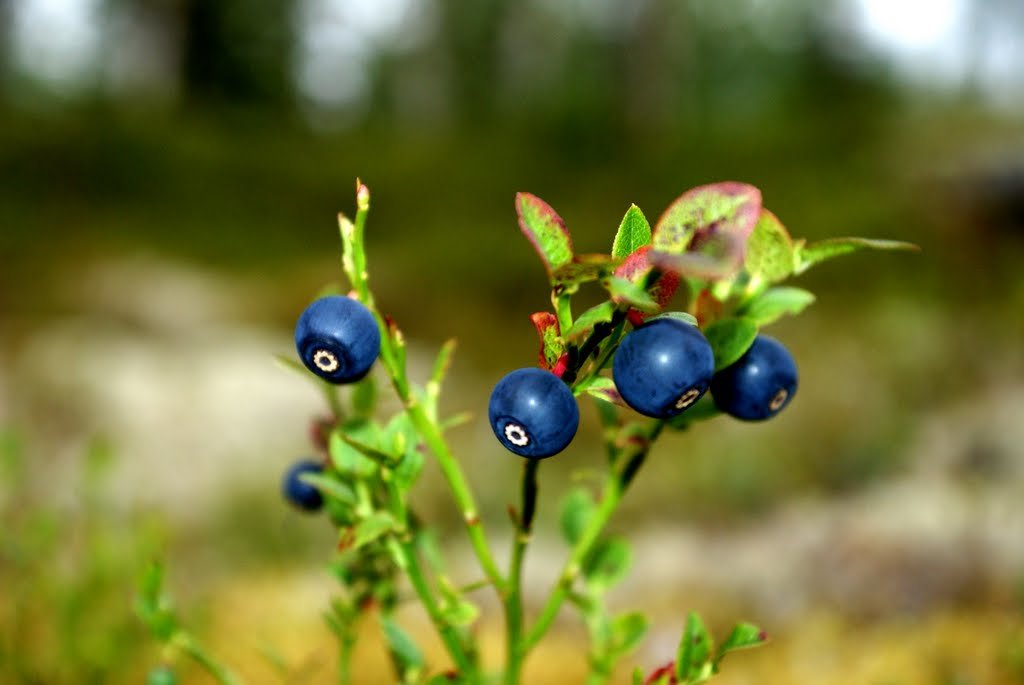 Blueberry - jagoda, która zastępuje apteczkę