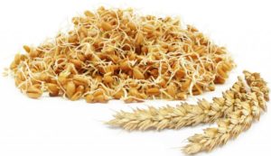 Kiełki pszenicy: korzyści i szkody, sposób użycia, przepisy kulinarne