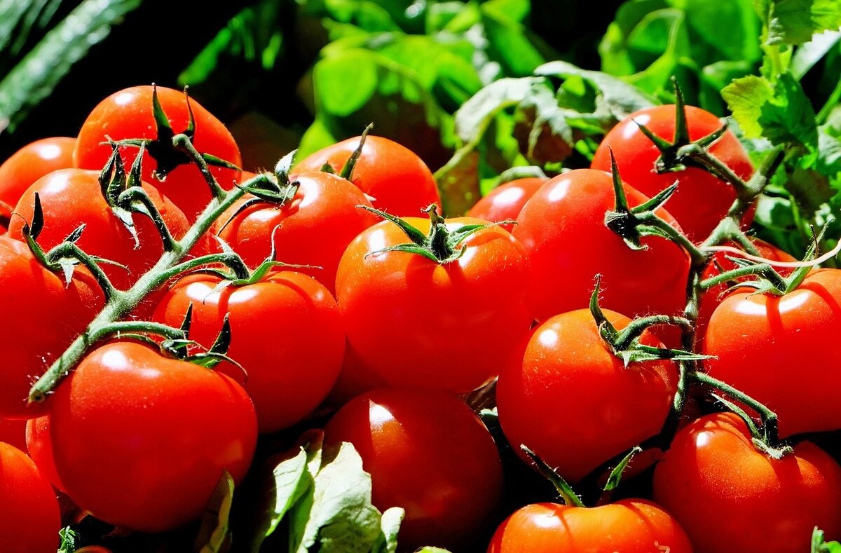 Pomidor to warzywo, owoc lub jagoda: były nawet procesy sądowe