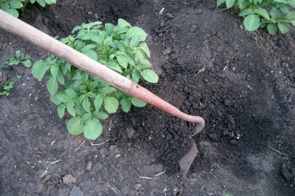 Odmiana wczesnych ziemniaków Vineta