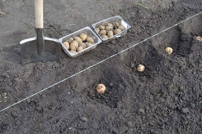 Odmiana wczesnych ziemniaków Vineta