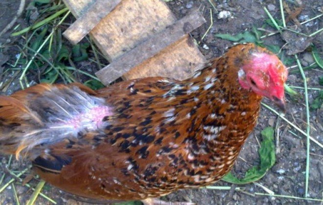 Zakażenie kleszczami u kurczaków