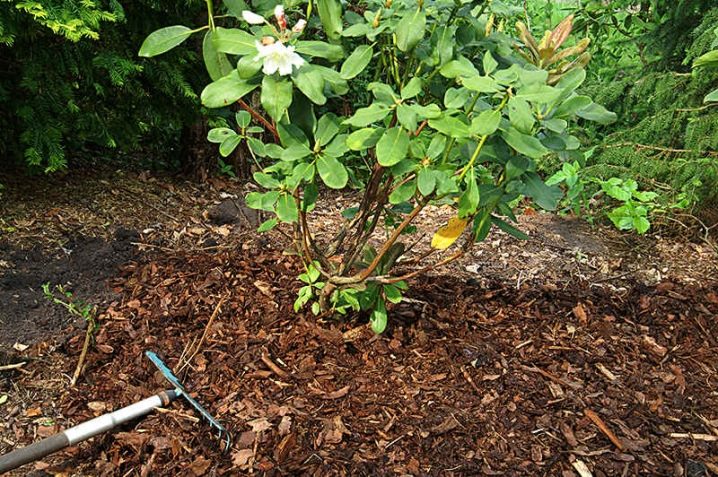 Rododendron: co to jest, zasady sadzenia i pielęgnacji