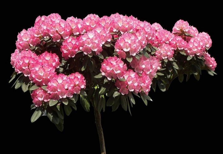 Rododendron: co to jest, zasady sadzenia i pielęgnacji