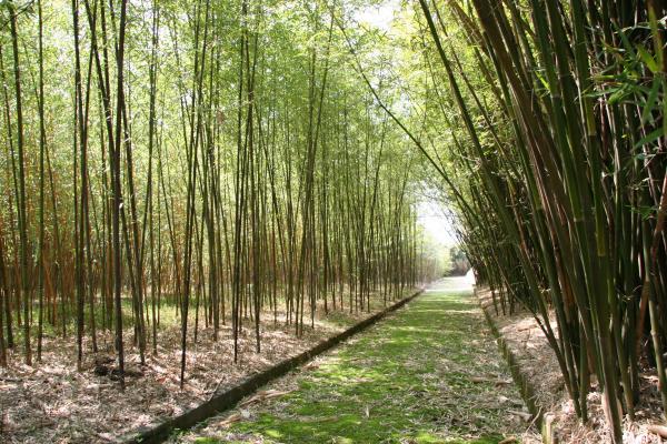 kryty bambus