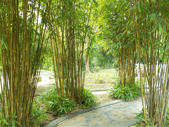 tempo wzrostu bambusa na dzień
