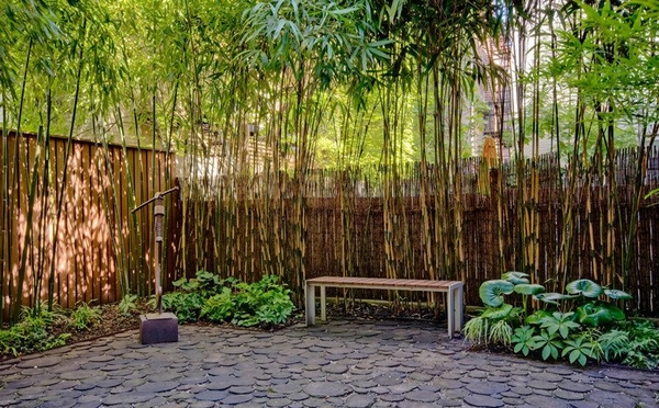 jak uprawiać bambus na zewnątrz