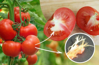Dlaczego pomidory są w białych i twardych ścianach?