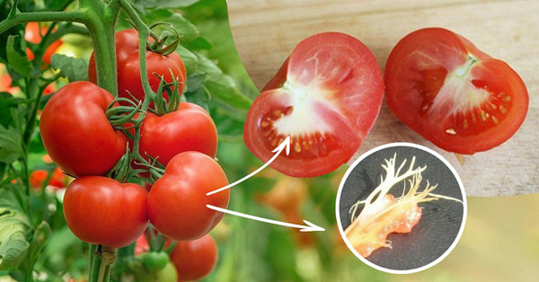 Dlaczego pomidory są w białych i twardych ścianach?