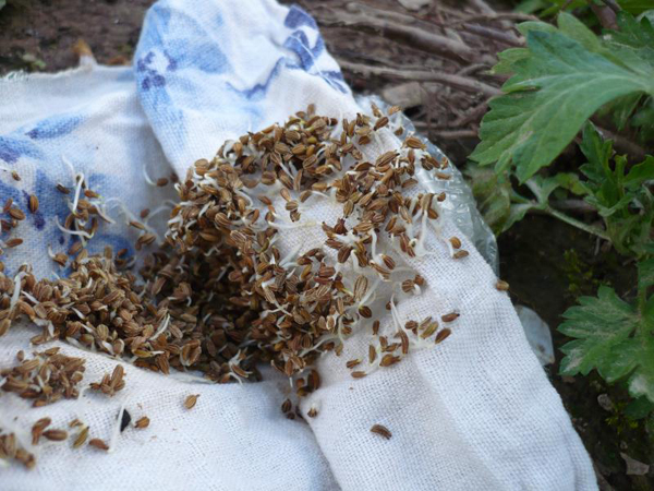 Korzyści z sadzenia przygotowanych nasion marchwi