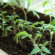 Jak przygotować ziemię pod sadzonki pomidorów i papryki